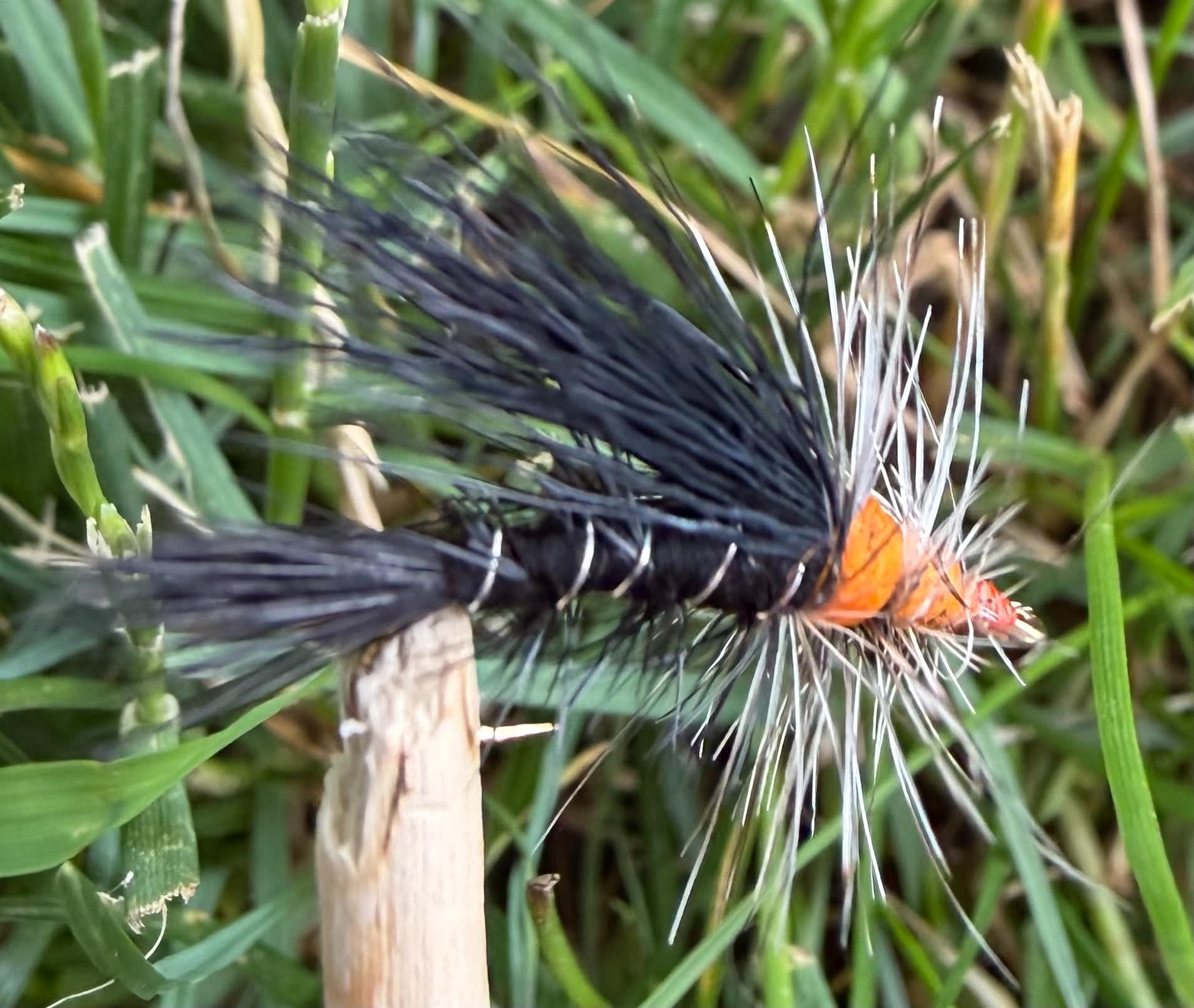Morgan’s - Black Stimulator #12