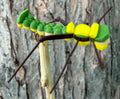 Kimani’s- Triple decker (Yellow Belly)