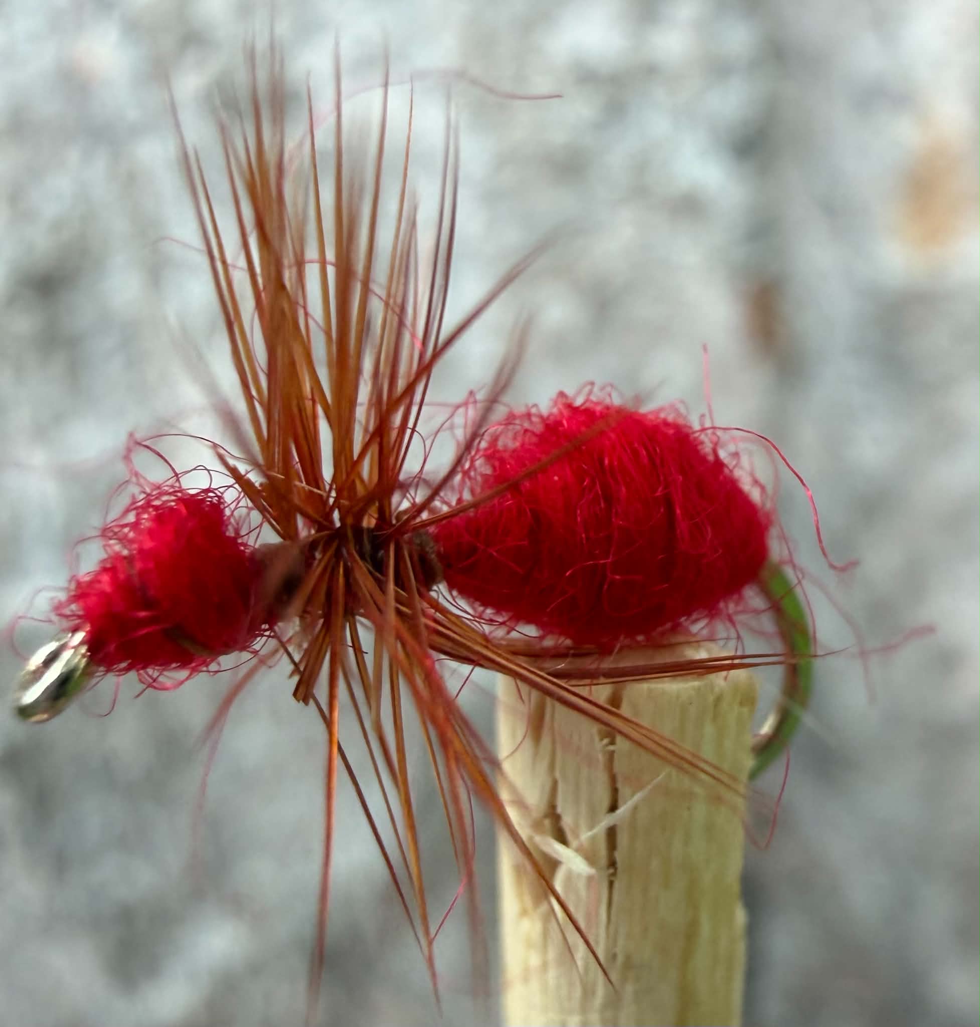 Morgan’s - Red Fur Ant #14