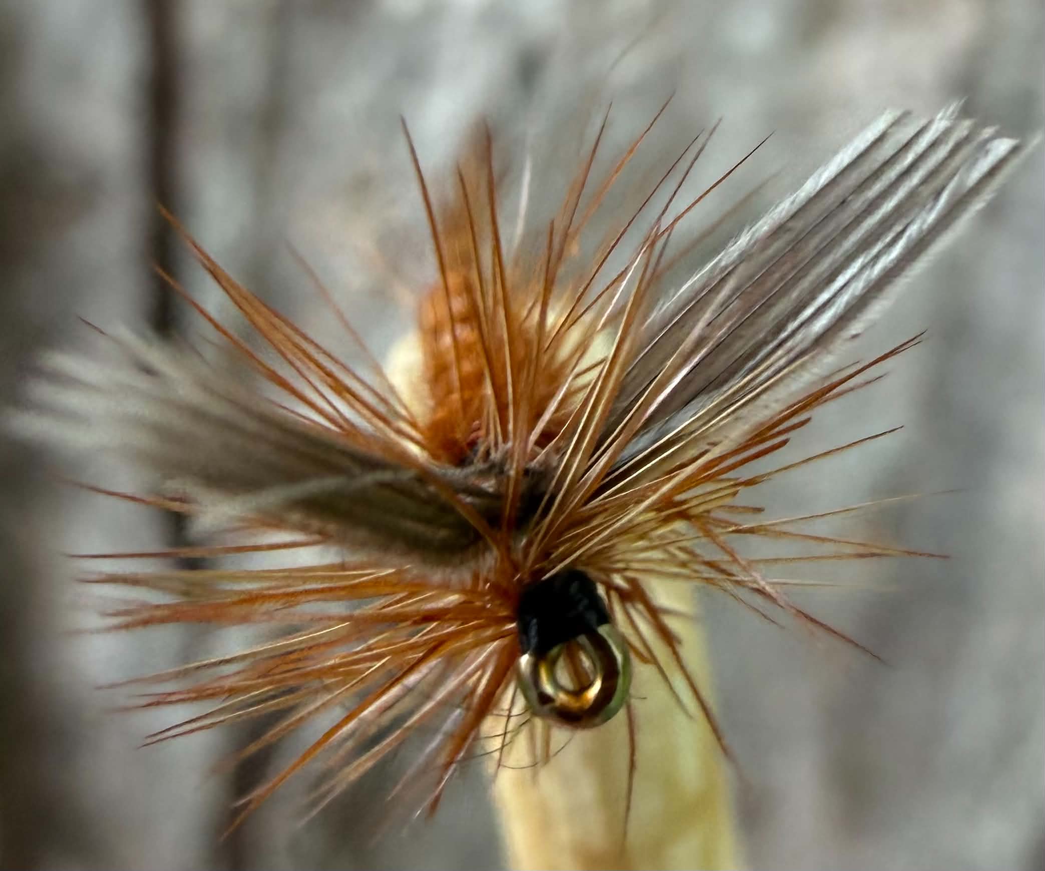 Morgan’s - Little Brown March #18