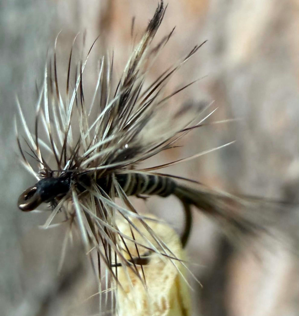 Morgan’s -  mosquito #18