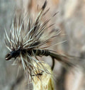 Morgan’s -  mosquito #18
