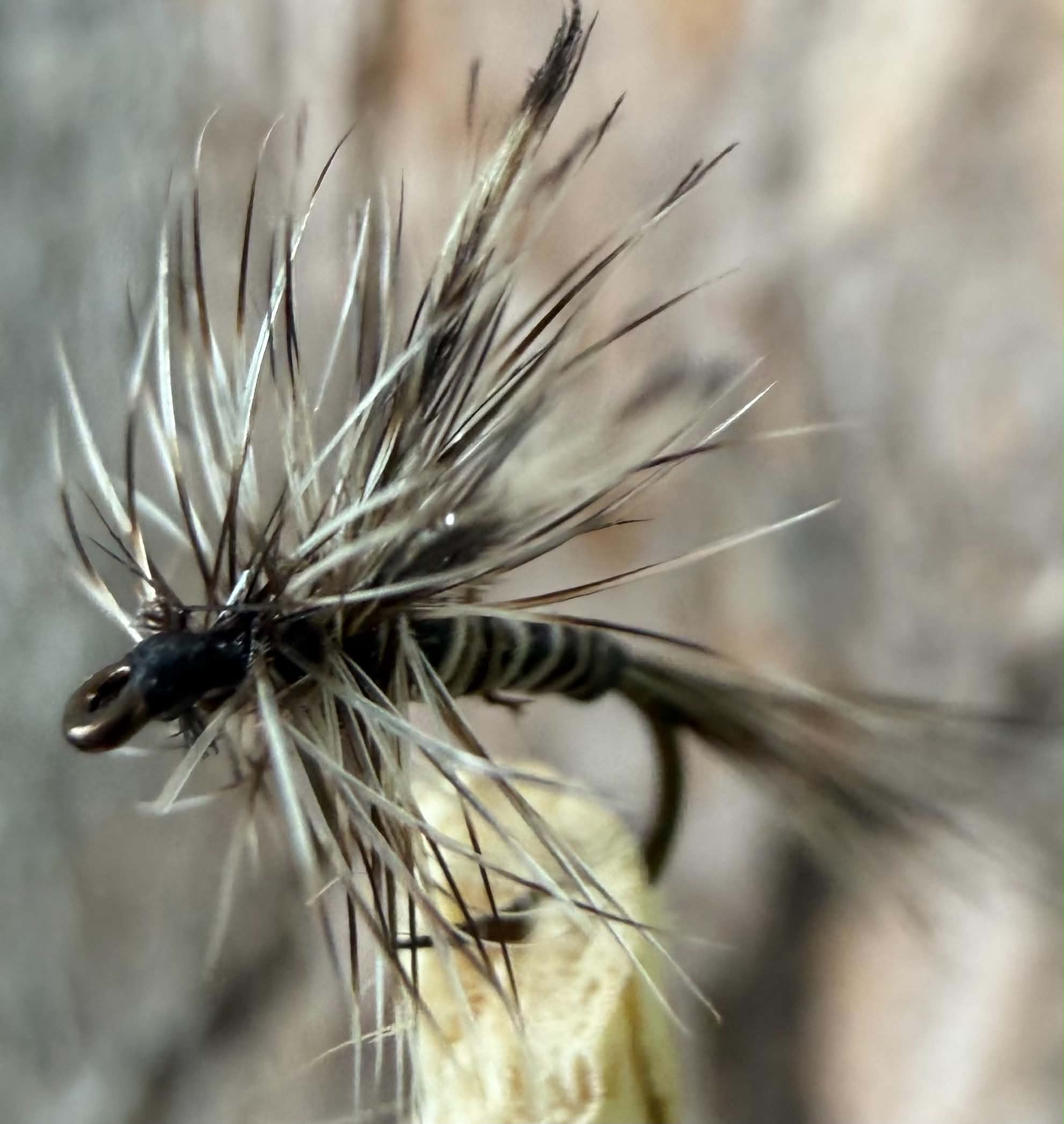 Morgan’s -  mosquito #18