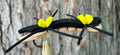 Kimani’s- Chernobyl Ant (Tan)