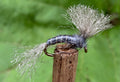 Morgan’s - Emerging Callibaetis