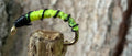 Morgan’s - Candy Caddis