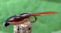 Morgan’s - Stillborn Caddis