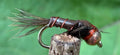 Morgan’s - Copper Bug
