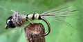 Morgan’s - Baetis Nymph