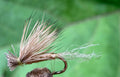 Morgan’s - X Caddis