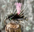 Morgan’s - Hi Vis Griffiths Gnat